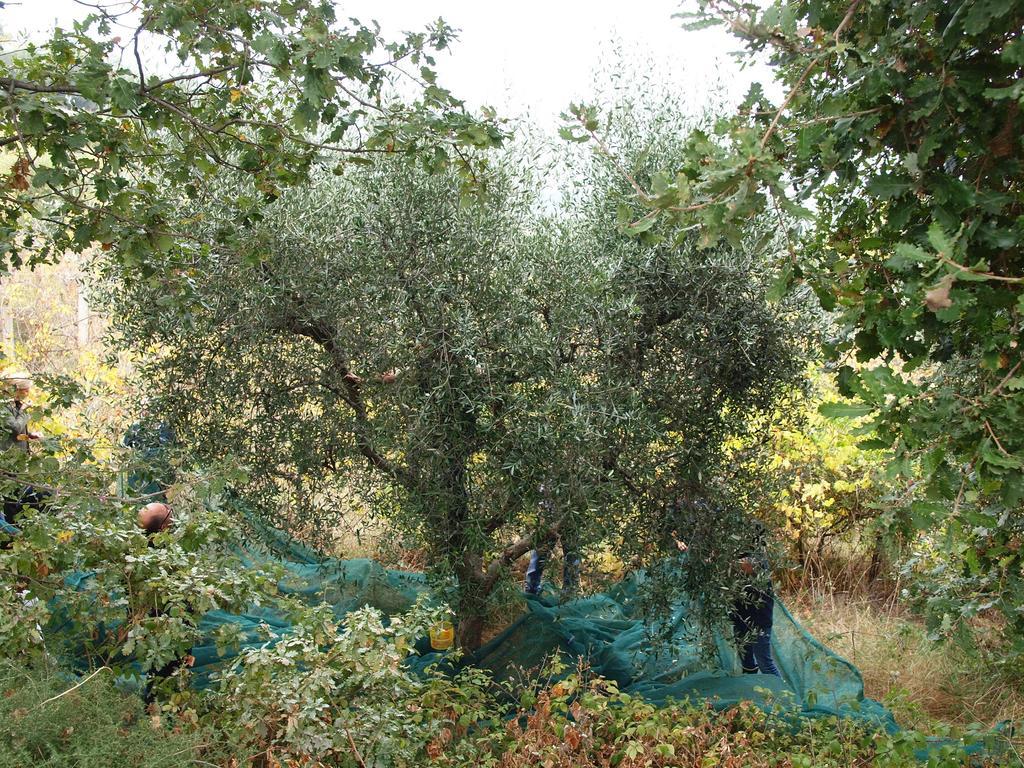 Manu Holiday home Lapedona